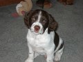 Remy Pup